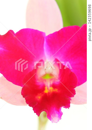 カトレア 濃いピンクと薄いピンクの花 明るい背景 カトレア 濃いピンクと薄いピンクの花 明るい背景 142359698