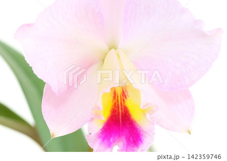 カトレア　淡いピンク色の花　フェアリーランド　明るい背景 142359746