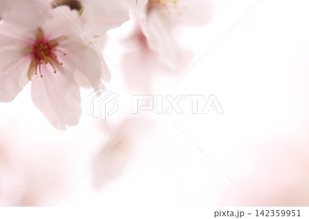 満開の桜と花びら 満開の桜と花びら 142359951