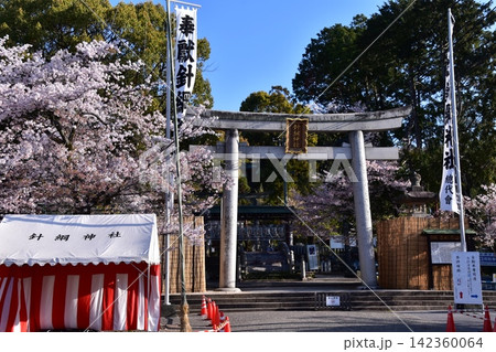 日本の愛知県の犬山市　満開の桜と針綱神社の鳥居　犬山祭当日の朝の様子 142360064