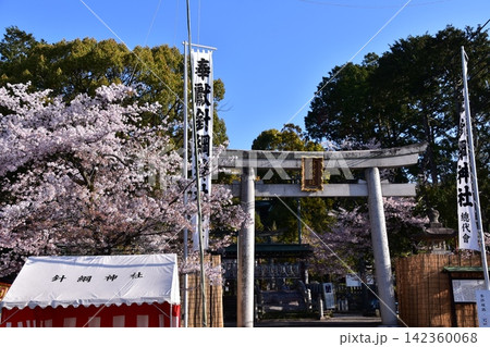 日本の愛知県の犬山市　満開の桜と針綱神社の鳥居　犬山祭当日の朝の様子 142360068