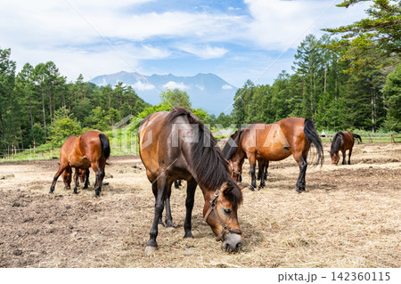 干し草を食む木曽馬と御嶽山(長野県 開田高原) 干し草を食む木曽馬と御嶽山(長野県 開田高原) 142360115