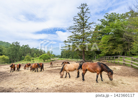 干し草を食む木曽馬(長野県 開田高原) 干し草を食む木曽馬(長野県 開田高原) 142360117