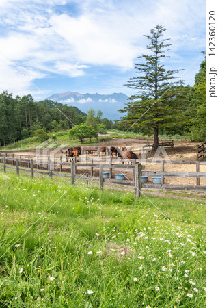 木曽馬の牧場と御嶽山(長野県 開田高原) 木曽馬の牧場と御嶽山(長野県 開田高原) 142360120