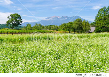 白い花が満開の蕎麦畑と御嶽山(長野県木曽郡 開田高原) 白い花が満開の蕎麦畑と御嶽山(長野県木曽郡 開田高原) 142360129