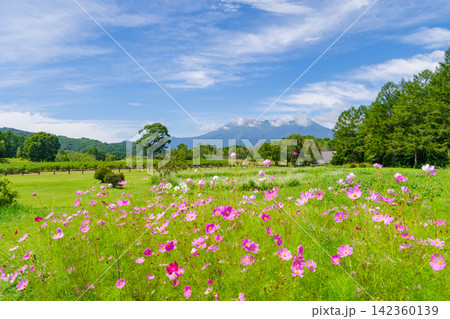 秋桜と御嶽山(長野県木曽郡 開田高原) 秋桜と御嶽山(長野県木曽郡 開田高原) 142360139