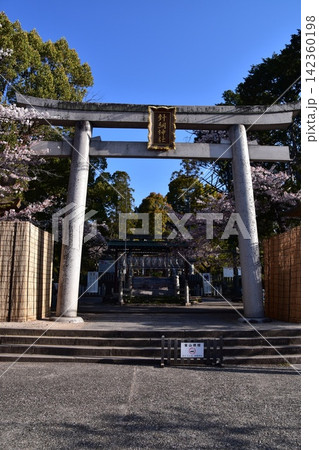 日本の愛知県の犬山市　満開の桜と美しい青空と針綱神社の鳥居　犬山祭当日の朝の様子 142360198