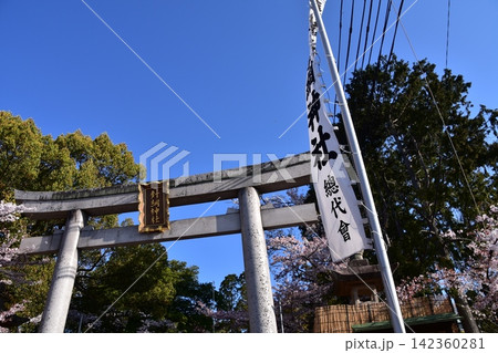 日本の愛知県の犬山市　満開の桜と美しい青空と針綱神社の鳥居　犬山祭当日の朝の様子 142360281
