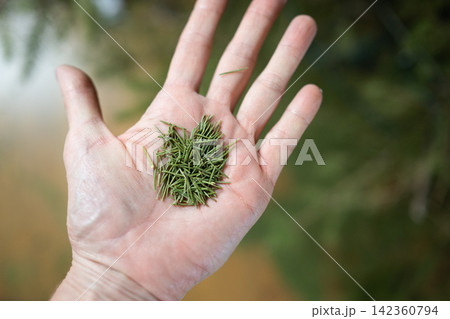 Fallen Christmas tree needles held in hand after cleanup Fallen Christmas tree needles held in hand after cleanup 142360794