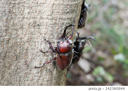 木を登るカブトムシ 木を登るカブトムシ 142360844