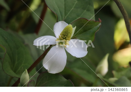 春の庭に咲く白い花びらのような苞に黄色い小花が密集した花序を持つドクダミの花 春の庭に咲く白い花びらのような苞に黄色い小花が密集した花序を持つドクダミの花 142360865