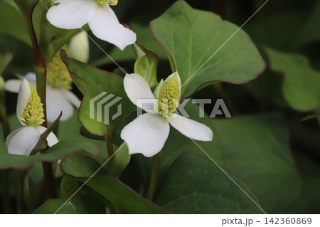 春の庭に咲く白い花びらのような苞に黄色い小花が密集した花序を持つドクダミの花 春の庭に咲く白い花びらのような苞に黄色い小花が密集した花序を持つドクダミの花 142360869