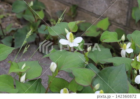 春の庭に咲く白い花びらのような苞に黄色い小花が密集した花序を持つドクダミの花 春の庭に咲く白い花びらのような苞に黄色い小花が密集した花序を持つドクダミの花 142360872