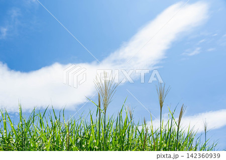 青空と夏雲を背に伸びるタカノハススキ 142360939