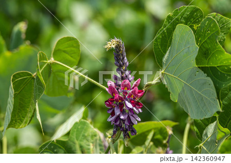 盛夏から秋に咲くクズ(葛)の紫色の花 盛夏から秋に咲くクズ(葛)の紫色の花 142360947