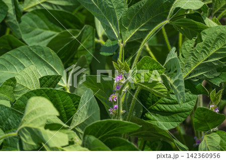 夏の畑に咲く大豆の花 142360956