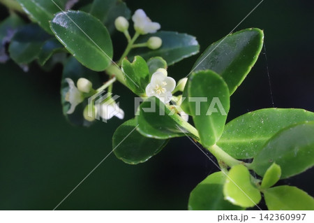 春の庭に咲く白い小さなイヌツゲの花 春の庭に咲く白い小さなイヌツゲの花 142360997