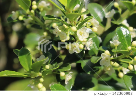 春の庭に咲く白い小さなイヌツゲの花 春の庭に咲く白い小さなイヌツゲの花 142360998