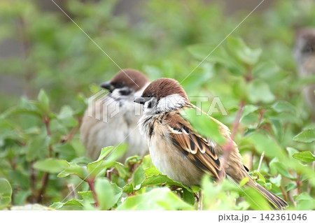 スズメ(雀/sparrow) 秋のイメージ スズメ(雀/sparrow) 秋のイメージ 142361046