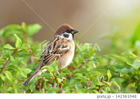 スズメ(雀/sparrow) 秋のイメージ スズメ(雀/sparrow) 秋のイメージ 142361048