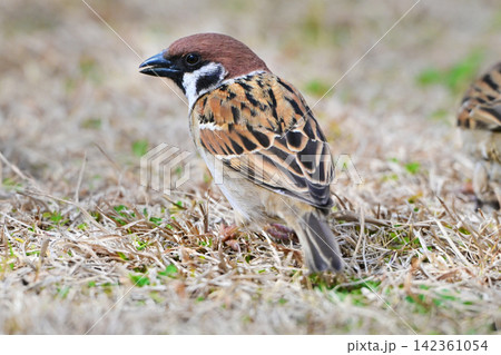 スズメ(雀/sparrow) 秋のイメージ スズメ(雀/sparrow) 秋のイメージ 142361054