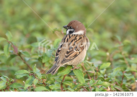 スズメ(雀/sparrow) 秋のイメージ スズメ(雀/sparrow) 秋のイメージ 142361075