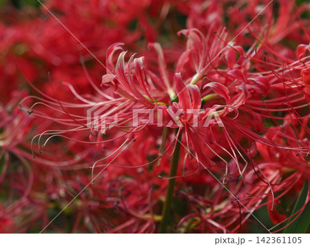 ヒガンバナ(彼岸花/Lycoris radiata) ヒガンバナ(彼岸花/Lycoris radiata) 142361105
