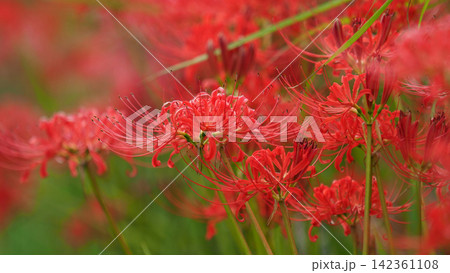 ヒガンバナ(彼岸花/Lycoris radiata) ヒガンバナ(彼岸花/Lycoris radiata) 142361108