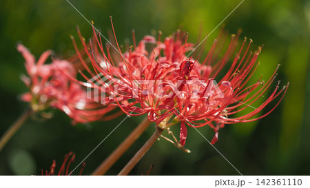 ヒガンバナ(彼岸花／Lycoris radiata) 142361110