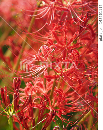 ヒガンバナ(彼岸花/Lycoris radiata) ヒガンバナ(彼岸花/Lycoris radiata) 142361112