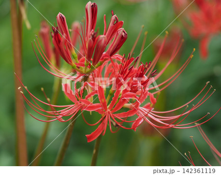 ヒガンバナ(彼岸花／Lycoris radiata) 142361119
