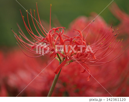 ヒガンバナ(彼岸花/Lycoris radiata) ヒガンバナ(彼岸花/Lycoris radiata) 142361120