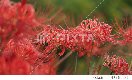 ヒガンバナ(彼岸花/Lycoris radiata) ヒガンバナ(彼岸花/Lycoris radiata) 142361121
