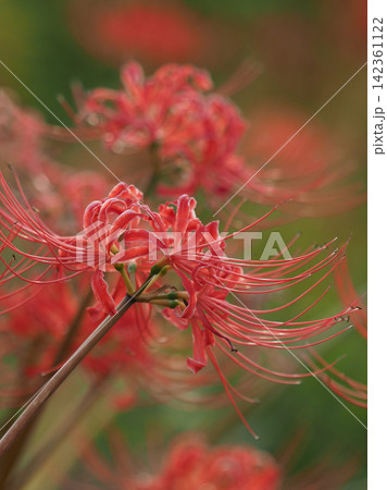 ヒガンバナ(彼岸花／Lycoris radiata) 142361122
