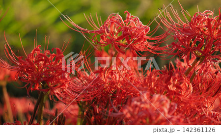 ヒガンバナ(彼岸花/Lycoris radiata) ヒガンバナ(彼岸花/Lycoris radiata) 142361126