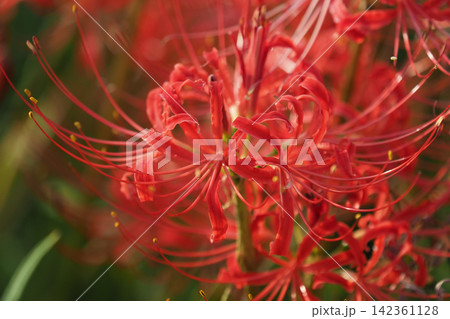 ヒガンバナ(彼岸花/Lycoris radiata) ヒガンバナ(彼岸花/Lycoris radiata) 142361128