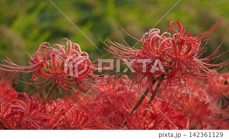 ヒガンバナ(彼岸花/Lycoris radiata) ヒガンバナ(彼岸花/Lycoris radiata) 142361129