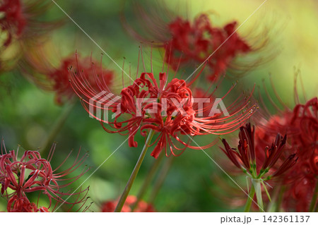 ヒガンバナ(彼岸花/Lycoris radiata) ヒガンバナ(彼岸花/Lycoris radiata) 142361137