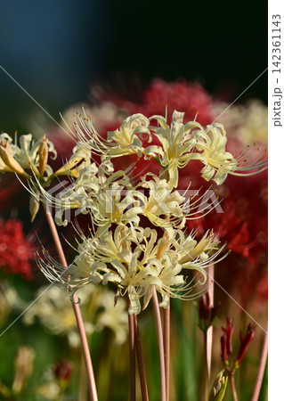 ヒガンバナ(彼岸花／Lycoris radiata) 142361143