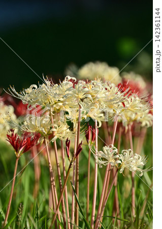 ヒガンバナ(彼岸花/Lycoris radiata) ヒガンバナ(彼岸花/Lycoris radiata) 142361144