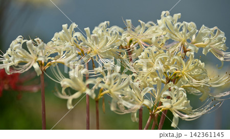 ヒガンバナ(彼岸花/Lycoris radiata) ヒガンバナ(彼岸花/Lycoris radiata) 142361145