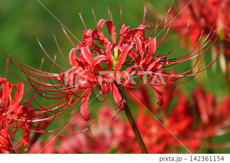 ヒガンバナ(彼岸花／Lycoris radiata) 142361154