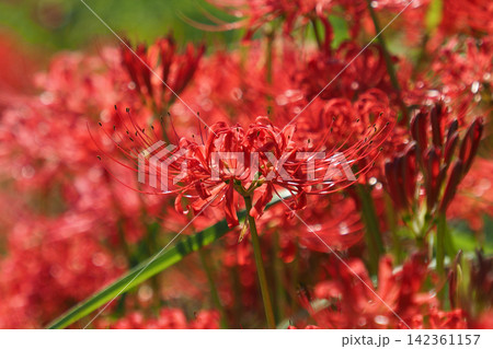 ヒガンバナ(彼岸花／Lycoris radiata) 142361157