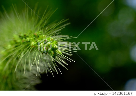 エノコログサ 狗尾草 エノコログサ 狗尾草 142361167