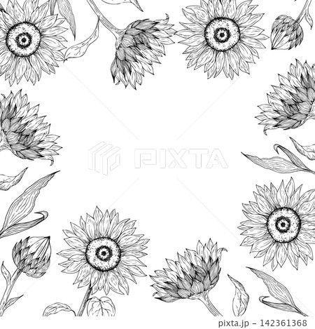 Vector sunflower frame, template, border, graphic hand drawn isolated fluffy illustration. Botanical hand drawn illustration isolated on background. Ideal for seasonal, halloween, forest, or nature Vector sunflower frame, template, border, graphic hand drawn isolated fluffy illustration. Botanical hand drawn illustration isolated on background. Ideal for seasonal, halloween, forest, or nature 142361368