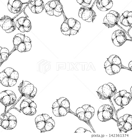 Vector cotton flower frame template with copy space, graphic hand drawn isolated fluffy illustration. Botanical hand drawn illustration isolated on background. Minimalist hand drawn graphic line art b 142361374