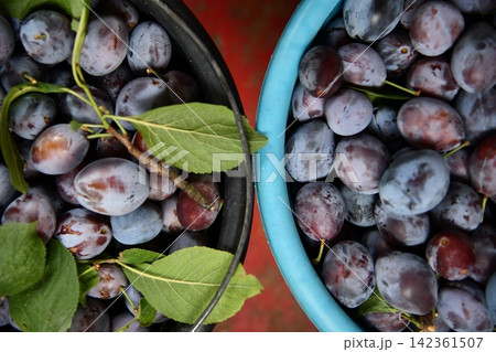 plums, plum fruit, red plum, sliced plum, halved plum, fresh plums, fruit, plum isolated, juicy plum, stone fruit 142361507