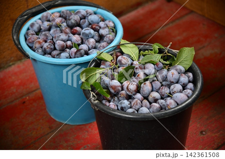 plums, plum fruit, red plum, sliced plum, halved plum, fresh plums, fruit, plum isolated, juicy plum, stone fruit 142361508
