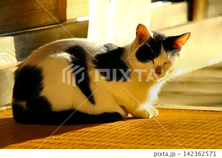 朝陽を浴びつつ御宮を護る猫さん 朝陽を浴びつつ御宮を護る猫さん 142362571