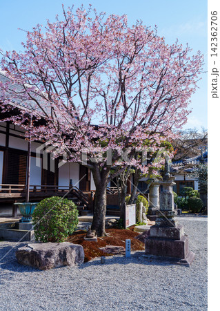 清浄華院 蜂須賀桜 清浄華院 蜂須賀桜 142362706